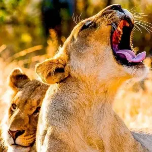 Explore Limpopo Adventure for 21 days with Chamaeleon and discover unforgettable experiences - Photo 3