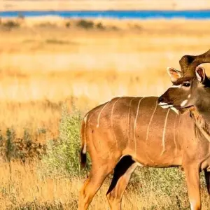 Explore Limpopo Adventure for 21 days with Chamaeleon and discover unforgettable experiences - Photo 4