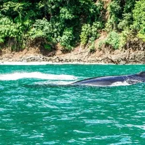 Explore Monteverde Adventure Trip (14 days) for 14 days with Chamaeleon and discover unforgettable experiences - Photo 11