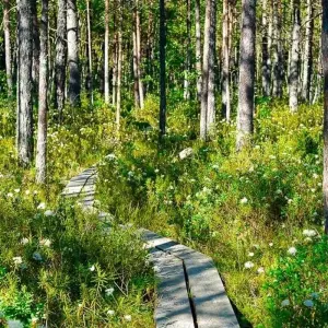 Explore Baltic States Adventure for 10 days with Chamaeleon and discover unforgettable experiences - Photo 7