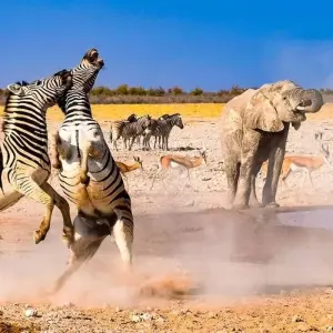 Explore Erongo - 17 days Adventure for 17 days with Chamaeleon and discover unforgettable experiences - Photo 8