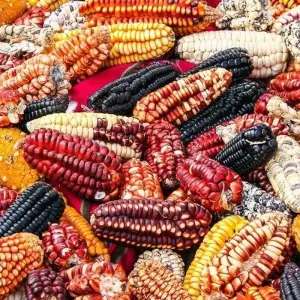 Explore Machu Picchu Adventure for 15 days with Chamaeleon and discover unforgettable experiences - Photo 3