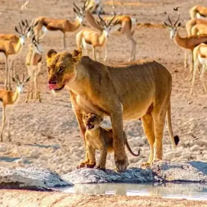 Explore Erongo - 17 days Adventure for 17 days with Chamaeleon and discover unforgettable experiences - Photo 9