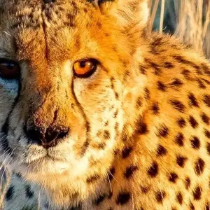 Explore Erongo - 17 days Adventure for 17 days with Chamaeleon and discover unforgettable experiences - Photo 10