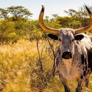 Explore Erongo - 17 days Adventure for 17 days with Chamaeleon and discover unforgettable experiences - Photo 11