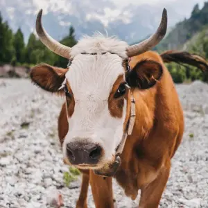 Explore Semi-Private Hiking Tour; Komani Lake & Valbona Valley in 3 Days for 3 days with Choose Balkans and discover unforgettable experiences - Photo 3