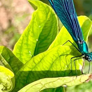 Explore Small Group Tour of Saranda, Ksamil & Blue Eye from Tirana for 1 days with Choose Balkans and discover unforgettable experiences - Photo 10