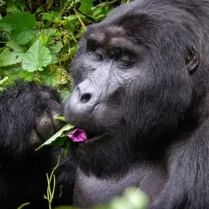 Explore 3 Days Uganda Gorilla Trekking- Luxury Option for 3 days with Classic Journeys Africa Ltd and discover unforgettable experiences - Photo 2