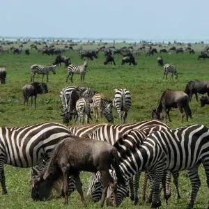 Explore CLASSIC WONDERS OF KENYA, TANZANIA AND ZANZIBAR for 11 days with Classic Journeys Africa Ltd and discover unforgettable experiences - Photo 3