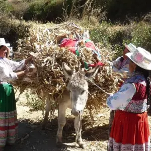 Explore Peru Action & Adventure for 18 days with Class Adventure Travel  and discover unforgettable experiences - Photo 6