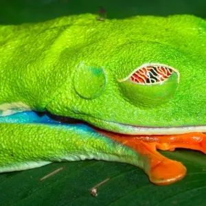 Explore Adventures in Costa Rica! for 7 days with Class Adventure Travel  and discover unforgettable experiences - Photo 4