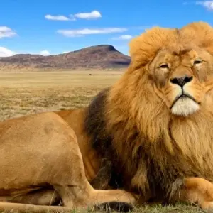 Explore Classic Best Adventure Kenya and Tanzania, 2024- Luxury Accomodation Properties. for 12 days with Classic Journeys Africa Ltd and discover unforgettable experiences - Photo 3