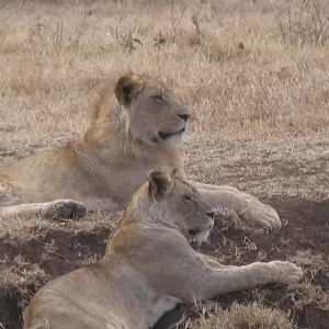 Explore CLASSIC WONDERS OF KENYA, TANZANIA AND ZANZIBAR for 11 days with Classic Journeys Africa Ltd and discover unforgettable experiences - Photo 5