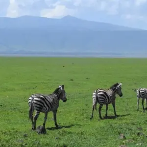 Explore Classic Best Adventure Kenya and Tanzania, 2024- Luxury Accomodation Properties. for 12 days with Classic Journeys Africa Ltd and discover unforgettable experiences - Photo 4