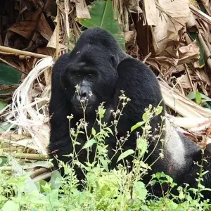 Explore 3 Days Uganda Gorilla Trekking- Luxury Option for 3 days with Classic Journeys Africa Ltd and discover unforgettable experiences - Photo 6