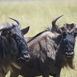 Explore CLASSIC WONDERS OF KENYA, TANZANIA AND ZANZIBAR for 11 days with Classic Journeys Africa Ltd and discover unforgettable experiences - Photo 7