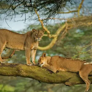 Explore 8 Days Kenya Classic for 8 days with Classic Journeys Africa Ltd and discover unforgettable experiences - Photo 4