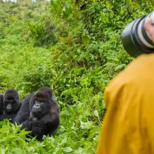 Explore 4 Days Rwanda Itinerary Gorilla Experience- High End Accommodation for 4 days with Classic Journeys Africa Ltd and discover unforgettable experiences - Photo 2