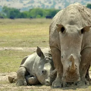 Explore 8 Days Kenya Classic for 8 days with Classic Journeys Africa Ltd and discover unforgettable experiences - Photo 5