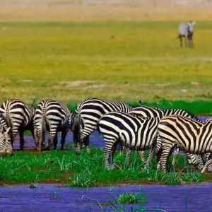 Explore CLASSIC JOURNEYS 10 DAYS SAFARI IN KENYA for 10 days with Classic Journeys Africa Ltd and discover unforgettable experiences - Photo 5