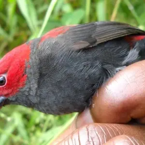 Explore 4 Days Itinerary Rwanda Gorilla Experience -Luxury for 4 days with Classic Journeys Africa Ltd and discover unforgettable experiences - Photo 2