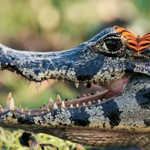 Explore Marshes & Waterfalls for 6 days with Class Adventure Travel  and discover unforgettable experiences - Photo 8