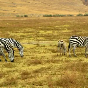 Explore Classic Best Adventure Kenya and Tanzania, 2024- Luxury Accomodation Properties. for 12 days with Classic Journeys Africa Ltd and discover unforgettable experiences - Photo 8