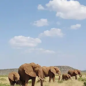 Explore 8 Days Kenya Classic for 8 days with Classic Journeys Africa Ltd and discover unforgettable experiences - Photo 6