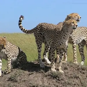 Explore CLASSIC JOURNEYS 10 DAYS SAFARI IN KENYA for 10 days with Classic Journeys Africa Ltd and discover unforgettable experiences - Photo 6