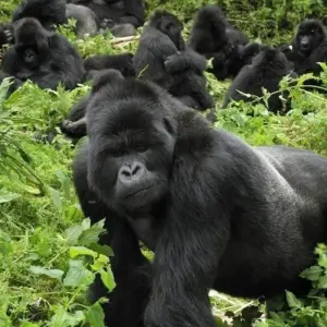 Explore 4 Days Rwanda Itinerary Gorilla Experience- High End Accommodation for 4 days with Classic Journeys Africa Ltd and discover unforgettable experiences - Photo 4