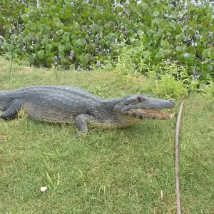 Explore Pantanal: Exploring the World's Largest Wetlands for 4 days with Class Adventure Travel  and discover unforgettable experiences - Photo 11