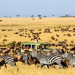 Explore CLASSIC JOURNESY KIFARU SAFARI for 6 days with Classic Journeys Africa Ltd and discover unforgettable experiences - Photo 3
