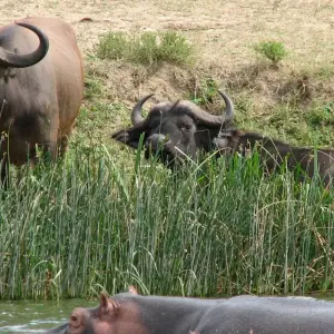 Explore 6 Days Uganda Game Viewing & Gorilla Tracking for 6 days with Classic Journeys Africa Ltd and discover unforgettable experiences - Photo 2