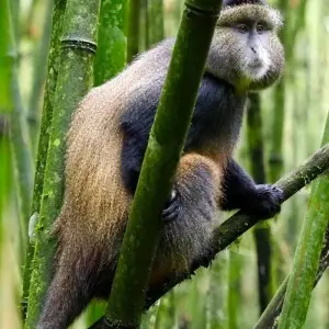 Explore 4 Days Rwanda Itinerary Gorilla Experience- High End Accommodation for 4 days with Classic Journeys Africa Ltd and discover unforgettable experiences - Photo 5