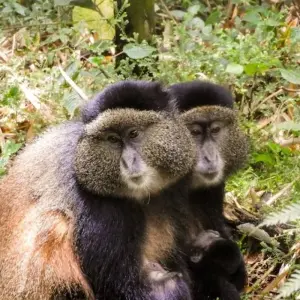 Explore 5 Days Rwanda Gorilla & Golden Monkey trekking -High End Accommodations for 5 days with Classic Journeys Africa Ltd and discover unforgettable experiences - Photo 3