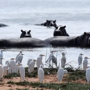 Explore CLASSIC JOURNESY KIFARU SAFARI for 6 days with Classic Journeys Africa Ltd and discover unforgettable experiences - Photo 4