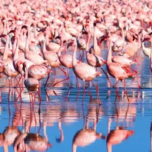 Explore CLASSIC JOURNEYS 10 DAYS SAFARI IN KENYA for 10 days with Classic Journeys Africa Ltd and discover unforgettable experiences - Photo 8