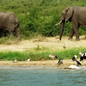 Explore 6 Days Uganda Game Viewing & Gorilla Tracking for 6 days with Classic Journeys Africa Ltd and discover unforgettable experiences - Photo 3