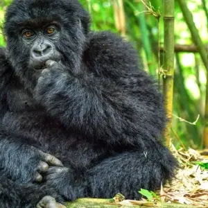 Explore 4 Days Itinerary Rwanda Gorilla Experience -Luxury for 4 days with Classic Journeys Africa Ltd and discover unforgettable experiences - Photo 5