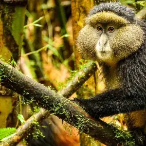 Explore 4 Days Rwanda Itinerary Gorilla Experience- High End Accommodation for 4 days with Classic Journeys Africa Ltd and discover unforgettable experiences - Photo 6