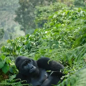 Explore 5 Days Rwanda Gorilla & Golden Monkey Trekking -Luxury Accommodations for 5 days with Classic Journeys Africa Ltd and discover unforgettable experiences - Photo 4
