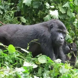 Explore 4 DAYS UGANDA GORILLA TREKKING -Luxury Accommodations for 4 days with Classic Journeys Africa Ltd and discover unforgettable experiences - Photo 5