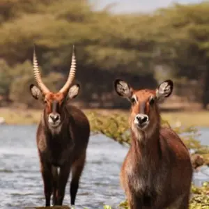 Explore CLASSIC JOURNESY KIFARU SAFARI for 6 days with Classic Journeys Africa Ltd and discover unforgettable experiences - Photo 5