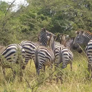 Explore 4 DAYS UGANDA GORILLA TREKKING -Luxury Accommodations for 4 days with Classic Journeys Africa Ltd and discover unforgettable experiences - Photo 6