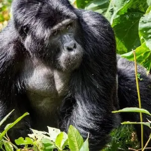 Explore 6 Days Uganda Game Viewing & Gorilla Tracking for 6 days with Classic Journeys Africa Ltd and discover unforgettable experiences - Photo 5