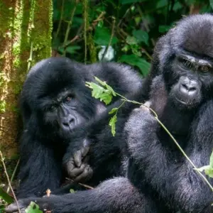 Explore 5 Days Rwanda Gorilla & Golden Monkey Trekking -Luxury Accommodations for 5 days with Classic Journeys Africa Ltd and discover unforgettable experiences - Photo 6