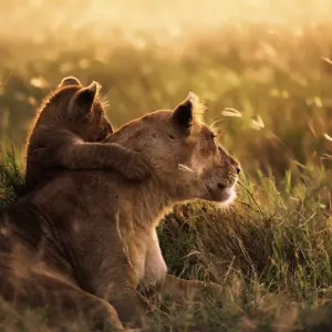 Explore Classic Best Adventure Kenya and Tanzania, Basic- Accommodations for 12 days with Classic Journeys Africa Ltd and discover unforgettable experiences - Photo 2