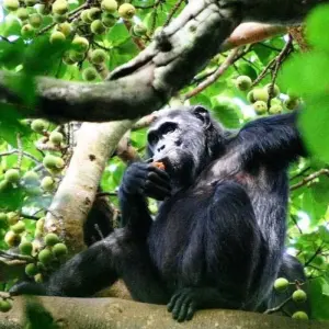 Explore 6 Days Uganda Game Viewing & Gorilla Tracking for 6 days with Classic Journeys Africa Ltd and discover unforgettable experiences - Photo 6