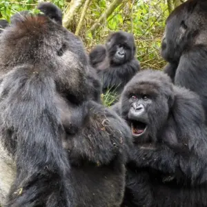 Explore 5 Days Rwanda Gorilla & Golden Monkey trekking -High End Accommodations for 5 days with Classic Journeys Africa Ltd and discover unforgettable experiences - Photo 7