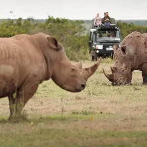 Explore CLASSIC JOURNESY KIFARU SAFARI for 6 days with Classic Journeys Africa Ltd and discover unforgettable experiences - Photo 8